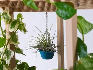 Tiny Hanging Planter for Air Plants