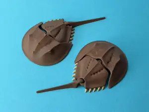 Articulated Horseshoe Crab
