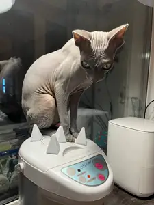 Anti sphynx cat spikes