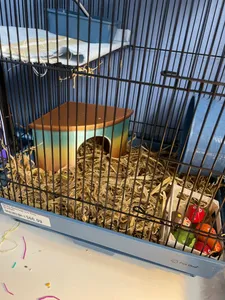 Small Animal House (Rats/Hamster/Mice)