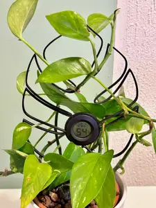 Plant climber leaf with circular hygrometer holder