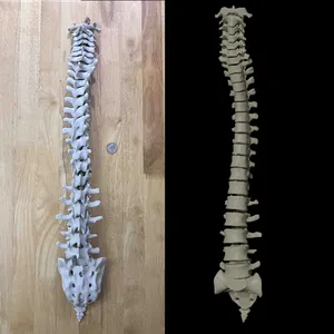 Human Vertebral Column