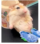 Crocs for hamster