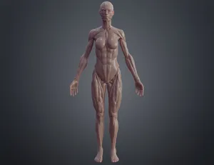 Female ecorche