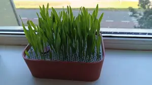 Cat grass planter with customizable grid and easy-print pot