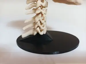 Human Skull Stand