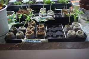 flowerpot for planting