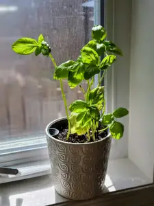Customizable Self-Watering Planter Insert for round pots - Source included
