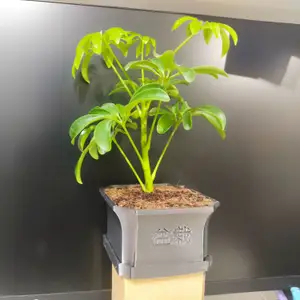 Bonsai Pot