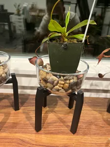 Plant stand for 2-cup pyrex container