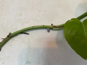 Hanging plant small wall clips / mounts