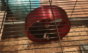 AR Big hamster wheel with ball bearings