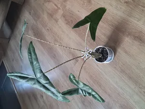 Star Plant Support /Hviezdicová opora rastlín