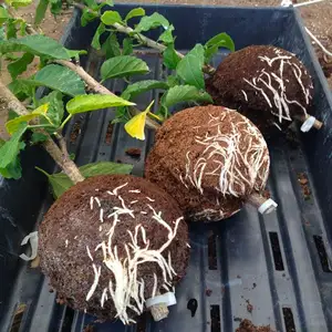 Polly The Propagation Ball