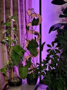 Spiral Plant Stake / Plant Support