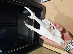 Animal skull with horns/antlers