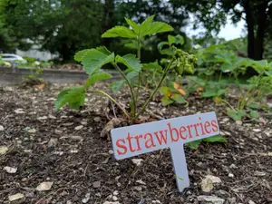 Garden Vegetable Signs