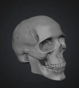 Real Human Scull 1:1