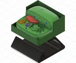 Plant Cell Model For Desperate Biology Students