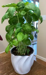 Grocery Store Basil Pot Holder