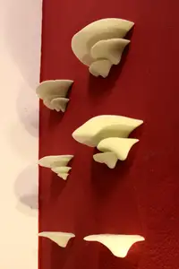 Mushroom Shelves with sturdy wall mount | Fungus Shelf