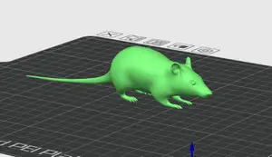 Street rat