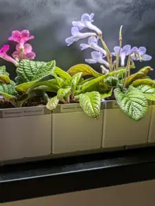 2x2 Gridfinity Cachepot Planter