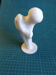 Femur Bone with Stand