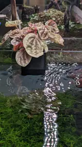 No Support Easy Print Aquarium Planter - 4-13mm