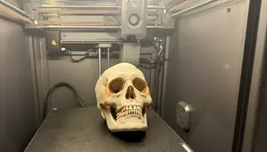 Skull - Striking Anatomical Model