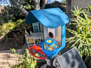 Large Bird Buddy Suet Ball Holder. No supports needed!
