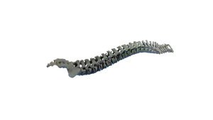 Flexi Articulated Spine, Anatomically Correct