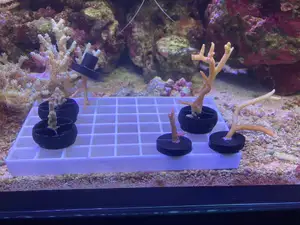 Plugs for coral cuttings