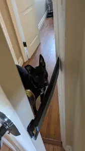Cat Door Latch