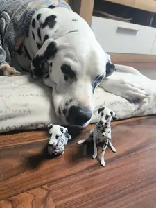 Dalmatian dog