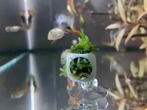 1g Aquarium Moos/Plant wall mount (+multiple holder)