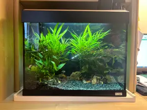 Aquarium Planter x5 std pots