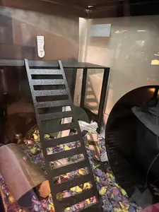 Rat Hamster or Mouse Platform with Ladder