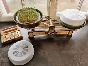 Sprout farm on a vintage table scale