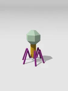 Virus Bacteriophage Biology Model