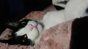 Loving cat deco