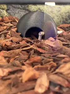 Terrarium mini cave