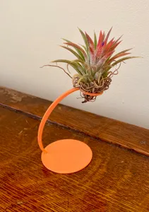 air plant holder