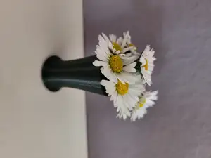 Mini Daisy Vase Flowerpot