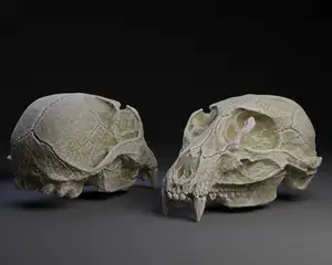 Skull of Desert Animal