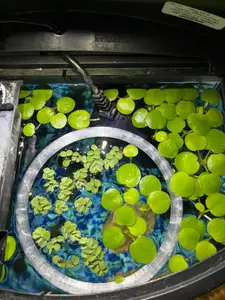 Floating feeding or plant ring for aquariums