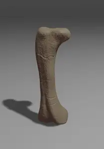 Apatosaurus Femur