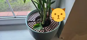 Anti-pooper - cats pee and poop plant pot blocker - 260mm version