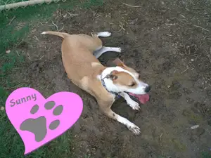 Dog paw imprint and heart