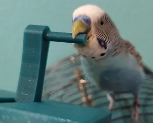 Lever Toy - For Pet Budgie